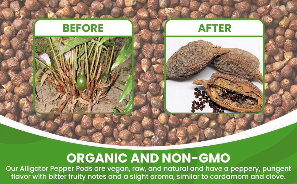 Alligator Pepper seeds and pods